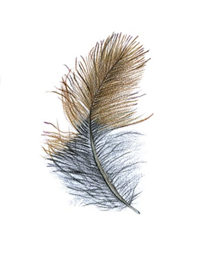 Feather Giclée Print 'Tīeke' (North Is. Saddleback)