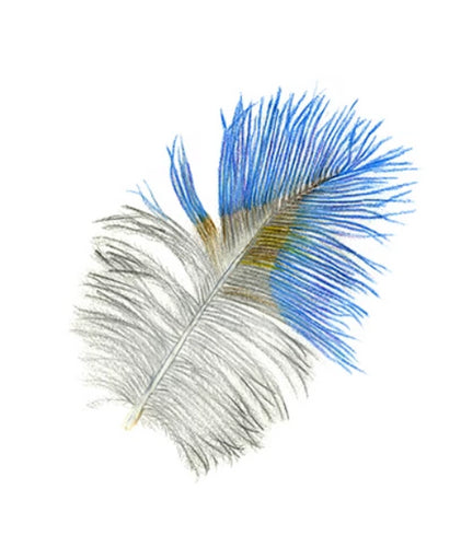 Feather Giclée Print 'Takahē'