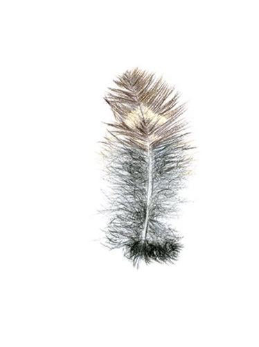 Feather Giclée Print 'Ruru' (Morepork)