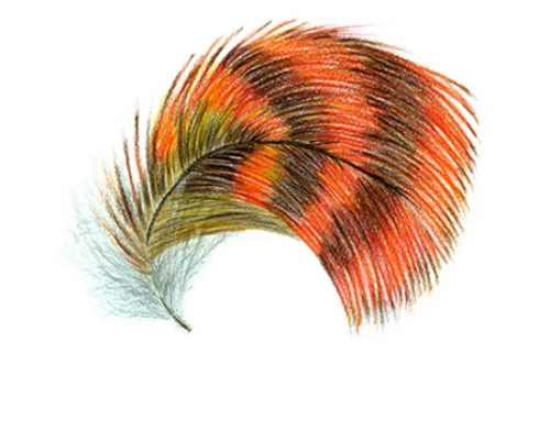 Feather Giclée Print 'South Is. Kākā' (Bush Parrot)