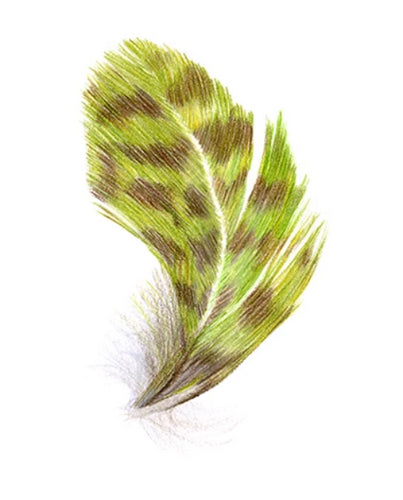 Feather Giclée Print 'Kākāpō'
