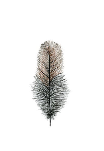 Feather Giclée Print 'Weka' (woodhen)