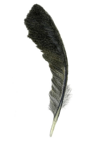 Feather Giclée Print 'Kōkako' (Blue Wattle Crow)