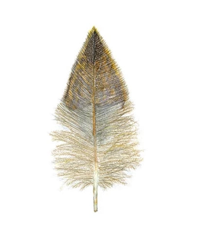 Feather Giclée Print 'Pāteke' (Brown Teal)