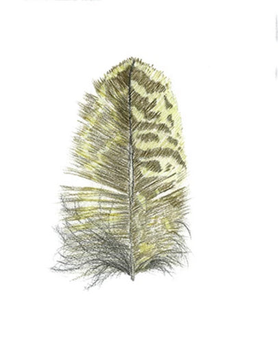 Feather Giclée Print 'Matuku Hūrepo' (Australasian Bittern)