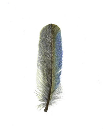 Feather Giclée Print 'Kōtare' (Sacred Kingfisher)