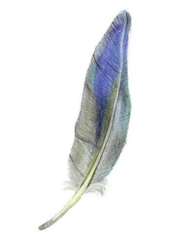 Feather Giclée Print 'Kererū' (NZ Pigeon)