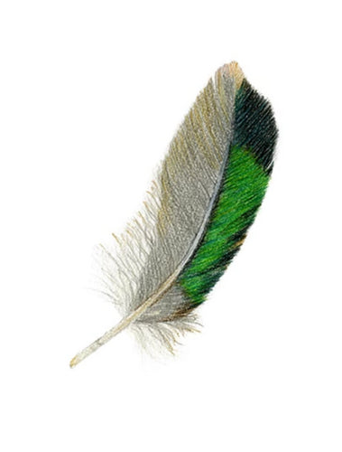 Feather Giclée Print 'Pārera' (Grey Duck)