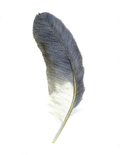 Feather Giclée Print 'Matuku Moana' (White Faced Heron)
