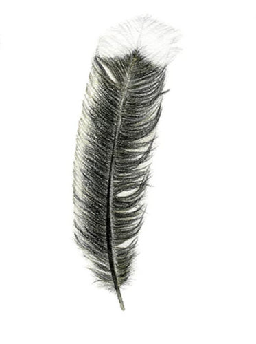 Feather Giclée Print 'Huia'