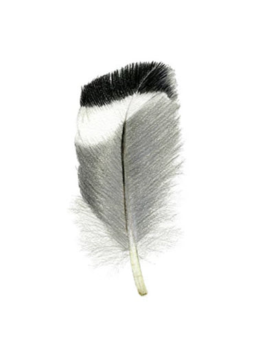 Feather Giclée Print 'Tarāpuku' (Black-billed Gull)