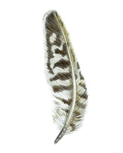 Feather Giclée Print 'Kuaka' (Bar-tailed Godwit)