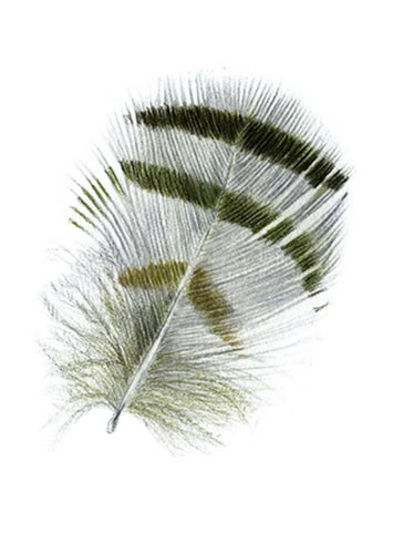 Feather Giclée Print 'Pīpīwharauroa' (Shining cuckoo)
