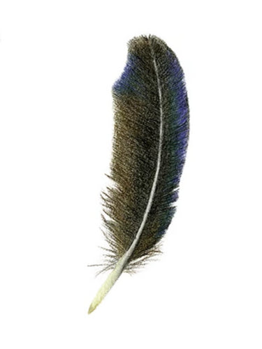Feather Giclée Print 'Tui'