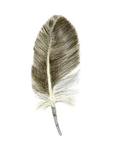Feather Giclée Print 'Tākapu' (Australasian Gannet)