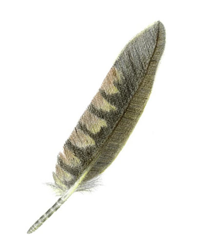 Feather Giclée Print 'North Is. Kākā' (bush Parrot)