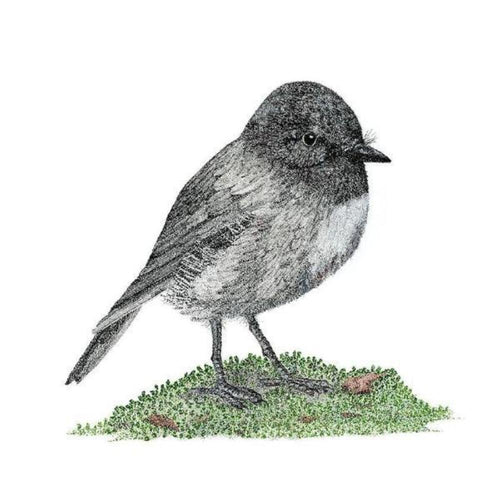 Giclée print - Toutouwai (North Island Robin)