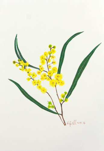 Golden Wattle - National flower of Australia