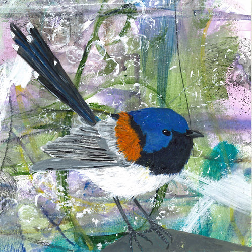 Birdtober - Blue-breasted Fairywren