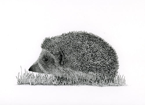Giclée print - Hedgehog