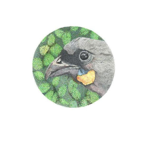 Giclée print - South Island Kōkako (Orange-Wattled Crow)