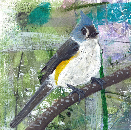 Greeting card - Tufted Titmouse