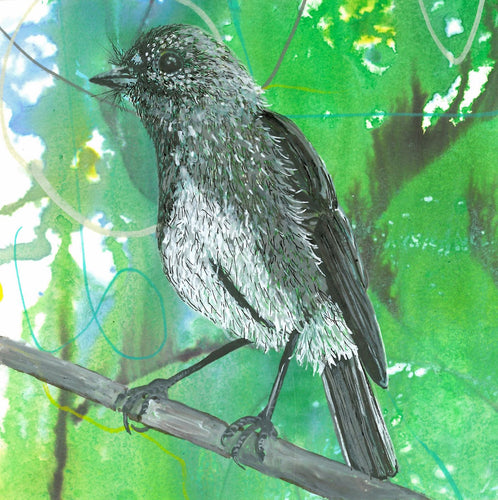 Birdtober - Toutouwai or North Island Robin