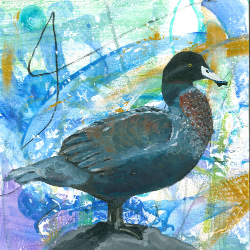 Greeting card - Whio - Blue Duck