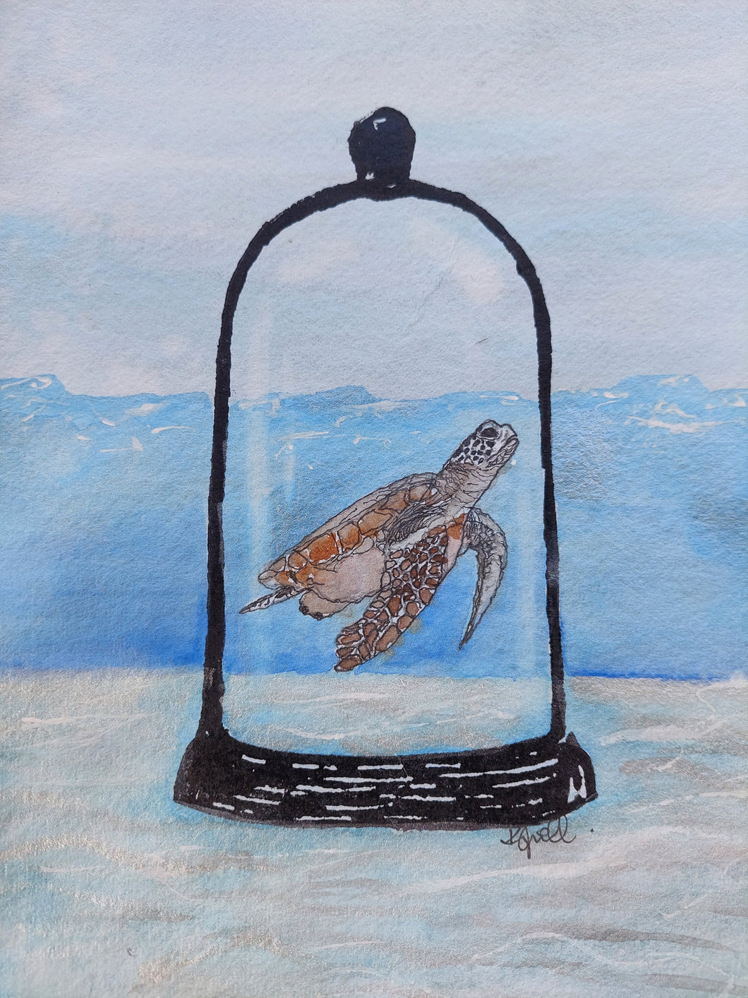 Green sea turtle