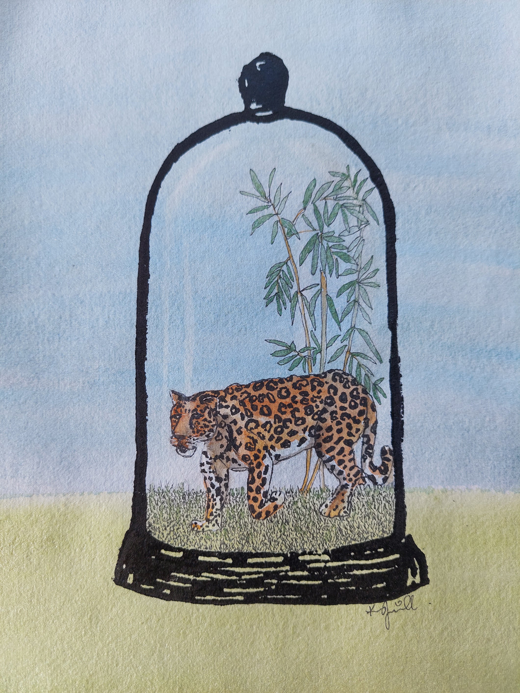 Amur leopard (Panthera pardus orientalis)
