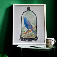 Load image into Gallery viewer, North Island Kōkako, Callaeas wilsoni.