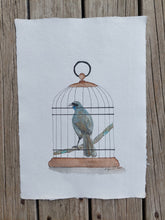 Load image into Gallery viewer, Kōkako