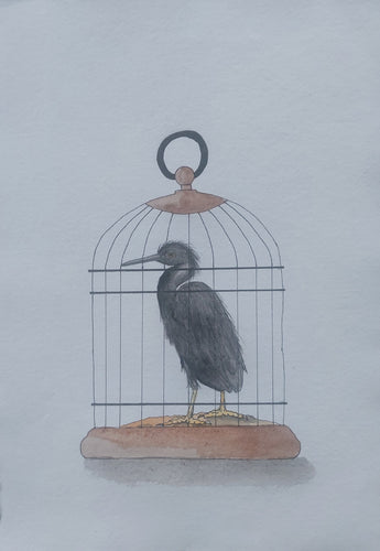 Matuku Moana aka Reef Heron