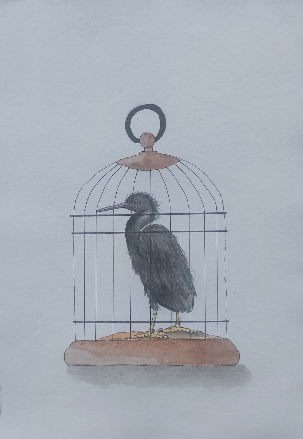 Matuku Moana aka Reef Heron