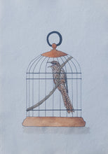 Load image into Gallery viewer, Koekoeā aka Long-tailed cuckoo