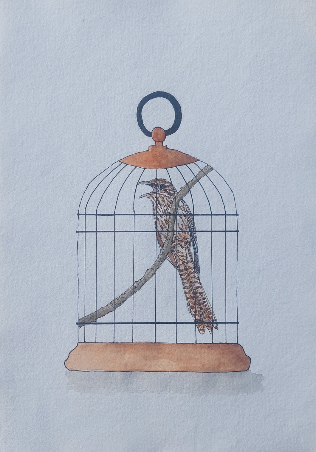 Koekoeā aka Long-tailed cuckoo