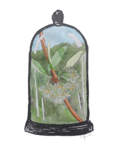 Load image into Gallery viewer, Olearia hectorii