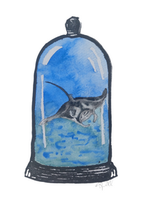 Giant oceanic manta ray (Mobula birostris)