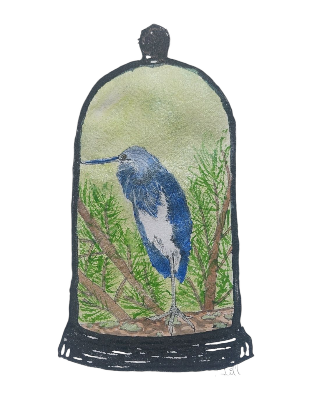 White-bellied heron (Ardea insignis)