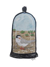 Load image into Gallery viewer, Tara-iti or New Zealand fairy tern (Sternula nereis davisae)
