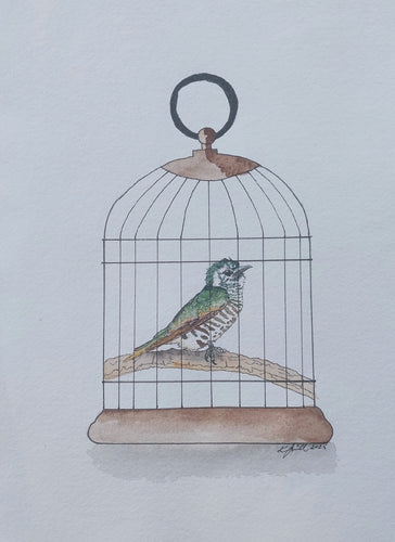 Pīpīwharauroa aka Shining cuckoo