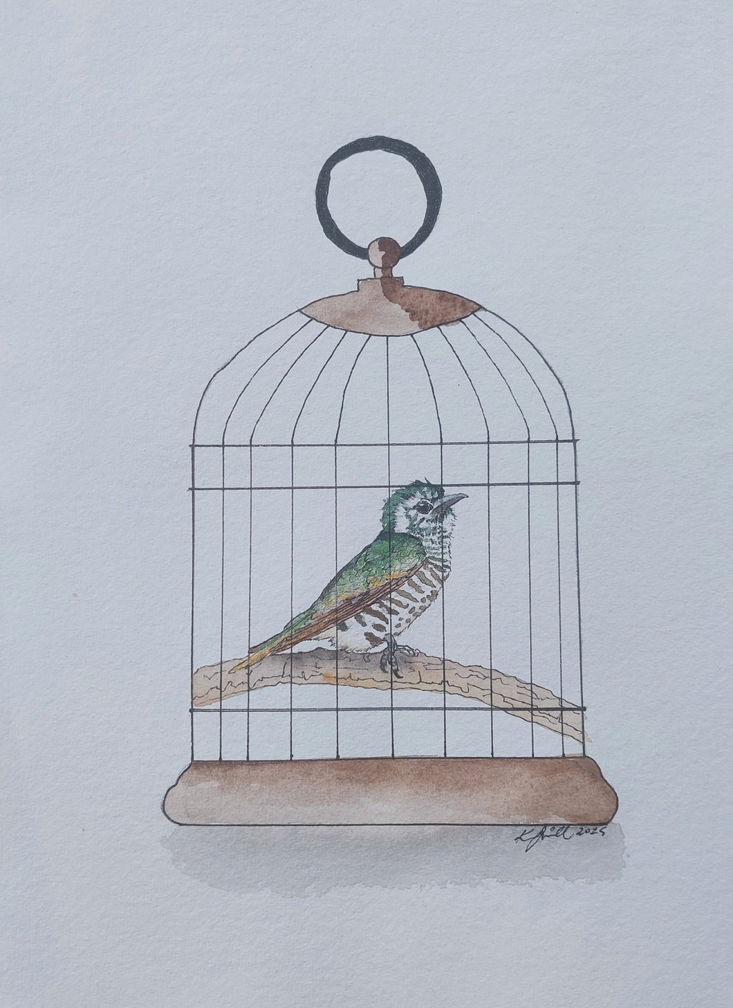 Pīpīwharauroa aka Shining cuckoo