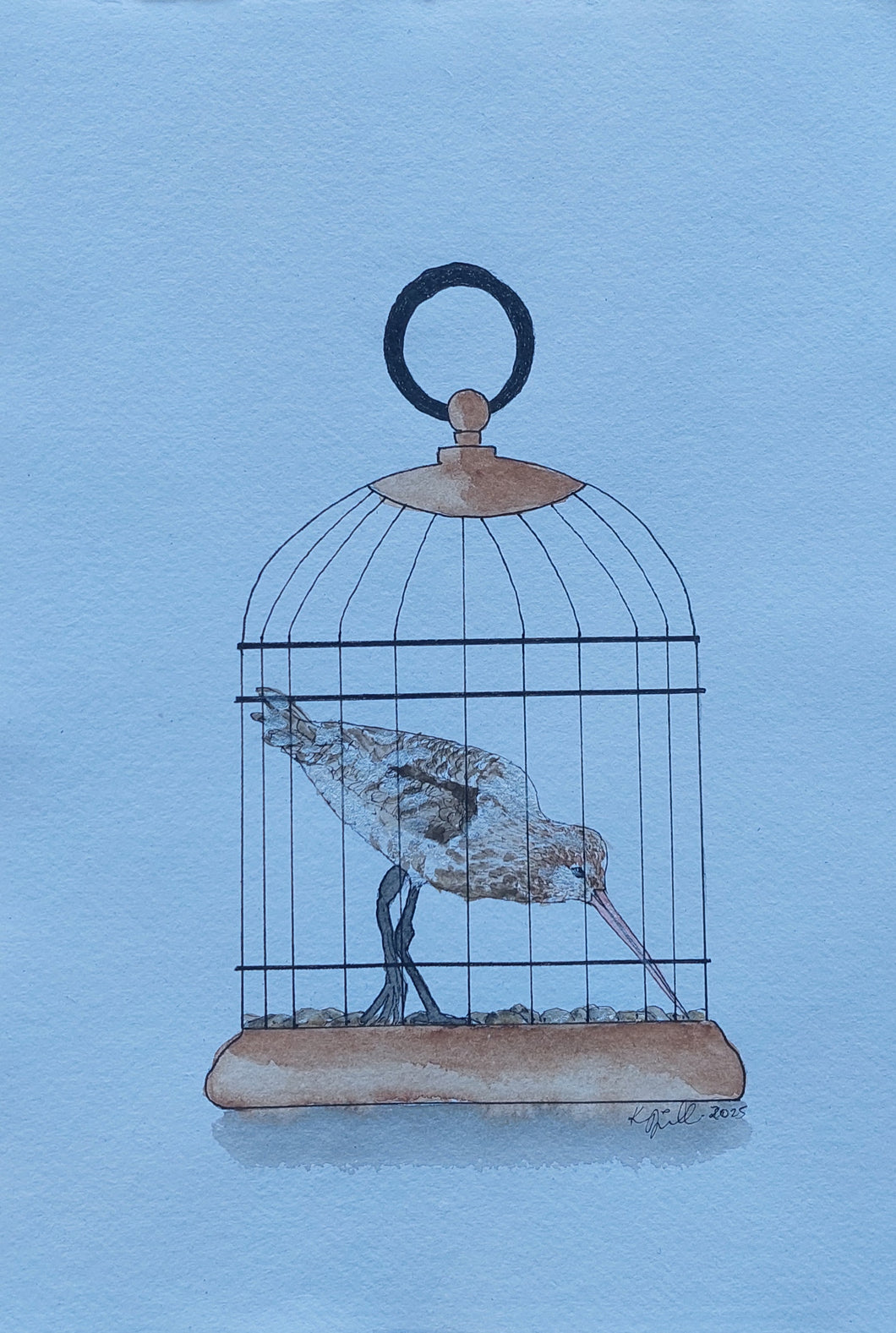 Kuaka aka Bar-tailed Godwit