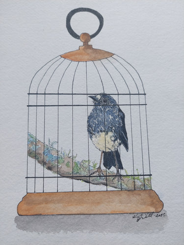 Toutouwai aka North Island robin