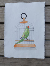 Load image into Gallery viewer, Kākāriki aka Red-crowned parakeet