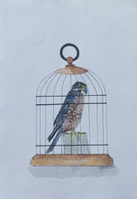 Load image into Gallery viewer, Kārearea aka New Zealand falcon