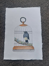 Load image into Gallery viewer, Toutouwai aka North Island robin