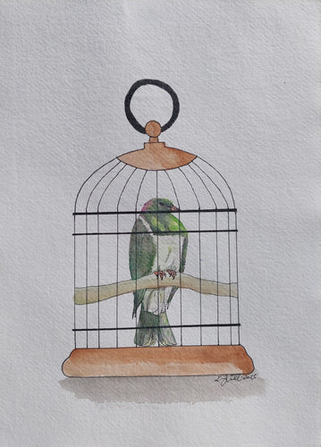 Kererū aka NZ Woodpigeon