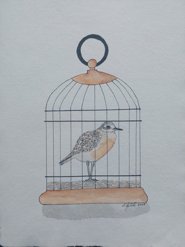 Tūturiwhatu aka Northern New Zealand dotterel