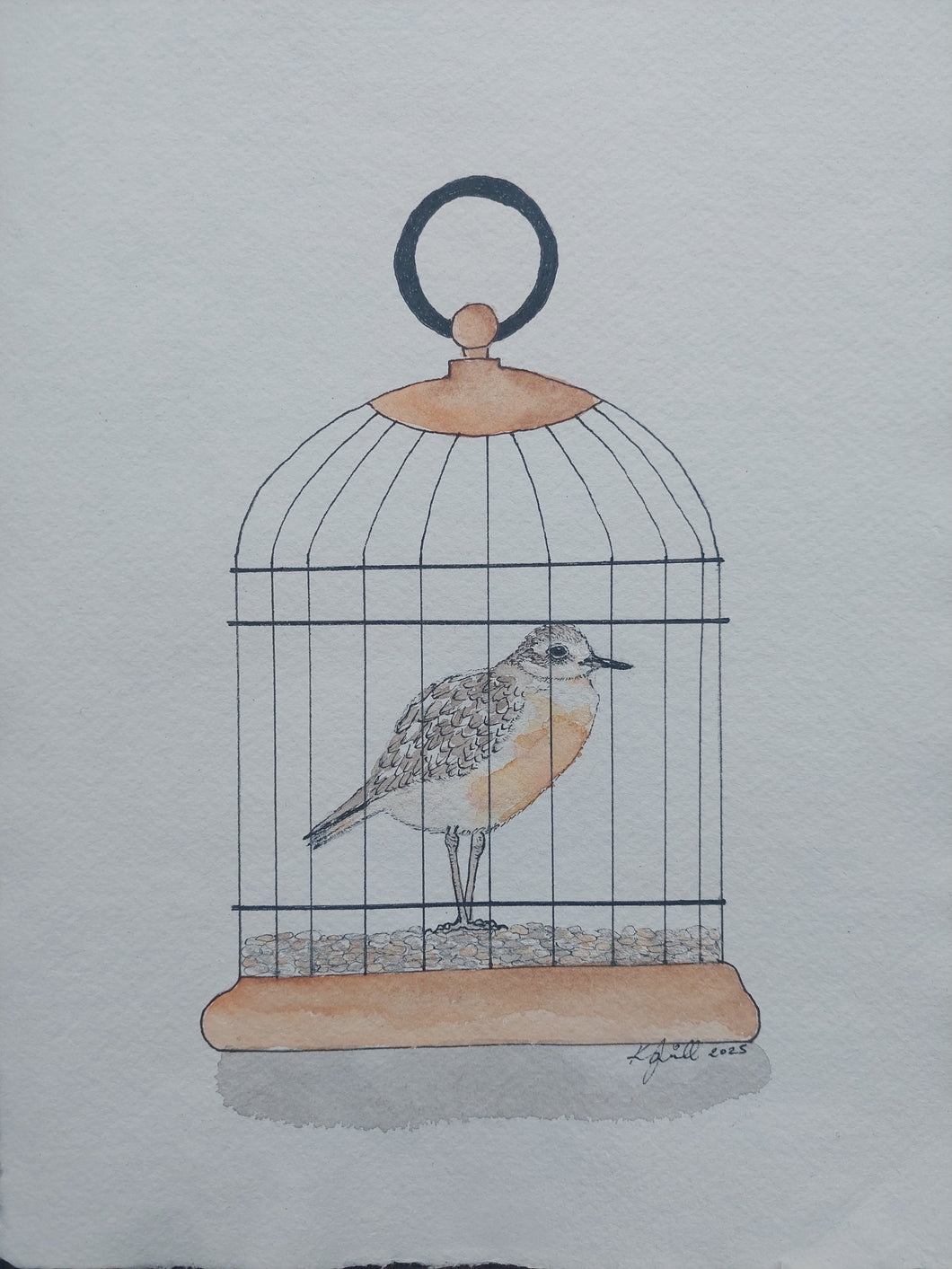 Tūturiwhatu aka Northern New Zealand dotterel